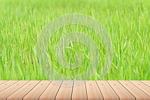 Empty wood plank table top with green rice plant, fresh spring rice fields blur background. For product display.