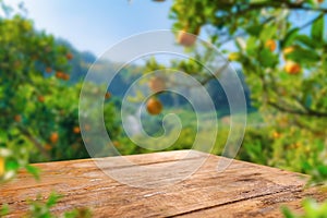 Empty wood table with free space over orange trees, orange field background. For product display montage