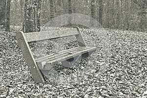 Empty wooden bench in autumn public park