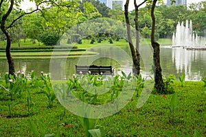 An empty wooden bench on green grass lawn among pink Siam Tulip flower under the trees beside a lake facing a fountain in a pond