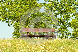 Empty wooden bench in a green meadow