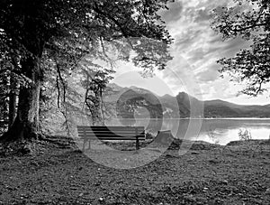 Empty wooden bench at mountain lake. Bank under beeches tree,