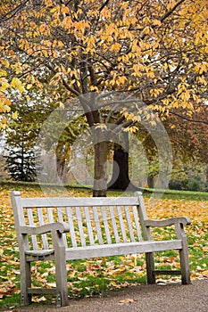 Empty wooden bench in a park with autumn trees