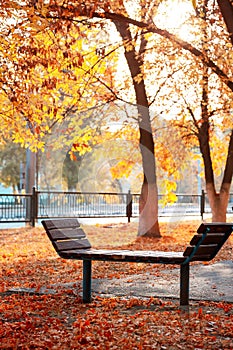 An empty wooden bench in a park without people in October September among yellow orange fallen autumn foliage under a tree on an a