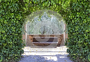 Empty wooden bench, park style behind ivy arch Hedera helix, Magnoliophyta, Magnoliopsida