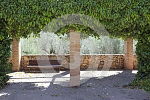 Empty wooden bench, park style behind ivy arch Hedera helix, Magnoliophyta, Magnoliopsida