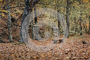 Empty wooden bench stands in autumn park.