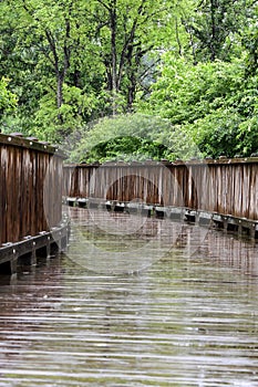 Empty wooden boardwalk bridge trail path through the wooded forest park on rainy summer day