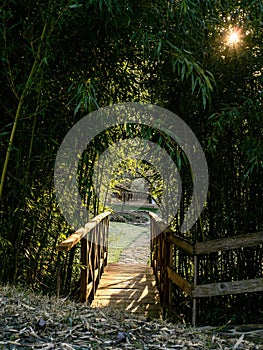 Empty wooden bridge in a bamboo forest