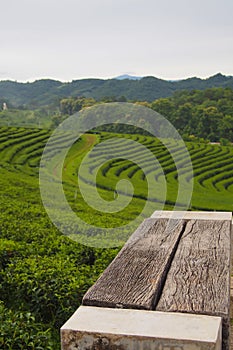 An empty wooden chair set in a green tea plantation is a row near the mountain