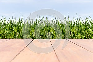 Empty wooden floor on rice fields with blue sky.