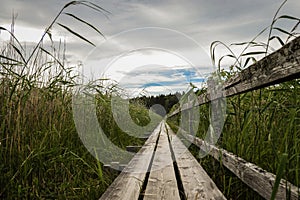 Empty wooden footpath amidst plants against sky