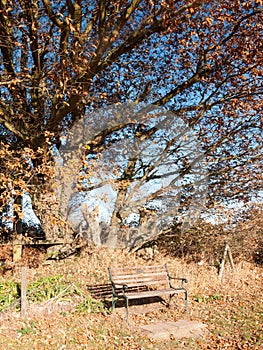 Empty wooden park bench autumn trees trunks no people