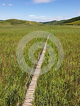 Empty wooden pathway in reed field at Sic, Romania photo