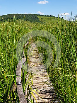 Empty wooden pathway in reed field at Sic, Romania photo