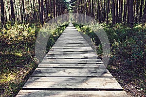 Empty wooden pathway in the woods