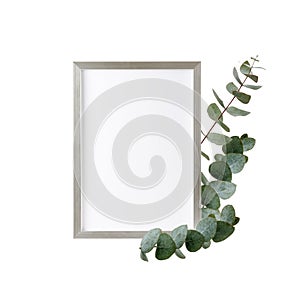 Empty wooden silver frame of photo or  poster or picture with eucalyptus twigs isolated on white background