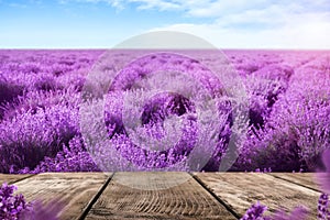 Empty wooden surface in lavender field under blue sky