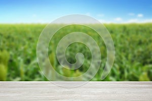 Empty wooden surface and view of green corn plants growing in field. Space for text