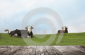 Empty wooden table and cows resting in field on background. Animal husbandry concept