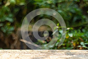 Empty wooden table on blur abstract green in the morning background. For montage product display. or design key visual layout