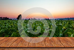 Empty wooden table and blur Tobacco field background