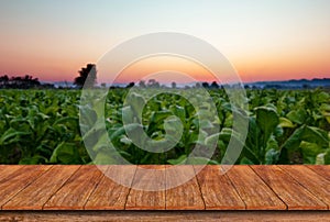 Empty wooden table and blur Tobacco field background photo