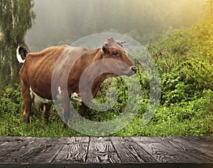 Empty wooden table and cow grazing in field on background. Animal husbandry