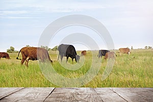 Empty wooden table and cows grazing in field on background. Animal husbandry