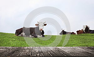 Empty wooden table and cows resting in field. Animal husbandry concept