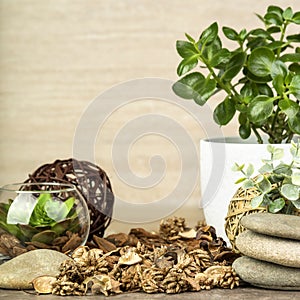 Empty wooden table decorated with organic things, stones, plants