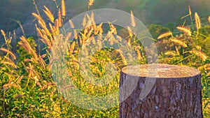Empty wooden tree stump with Grass flowers with sunset and mountain and corn field on background for product display.