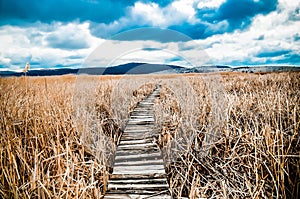 empty wooden Walkway in bed of dry common reed in marsh in a wildlife reserve.