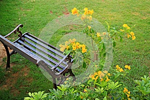 Empty Wroth Iron Bench in the Light Rain with Blurry Yellow Trumpet Flowers in the Foreground