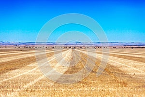 Empty yellow fields and bright blue sky in Australia