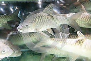 Empurau fish, exotic and expensive freshwater fish in restaurant aquarium