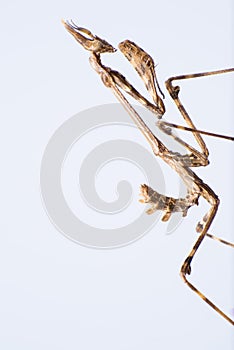 Empusa pennata on dry flower. The empusa or mantis stick is a kind of mantle insect of the Empusidae family