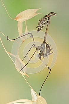 Empusa pennata insect photo