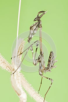 Empusa pennata insect