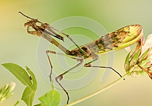 Empusa pennata insect