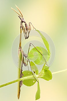 Empusa pennata insect photo