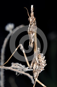 Empusa Pennata Insect