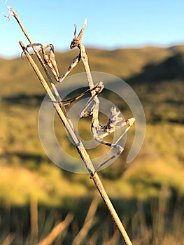 Empusa pennata or mantis palo