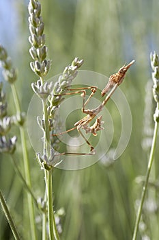 Empusa Pennata Mantis in rosemary photo