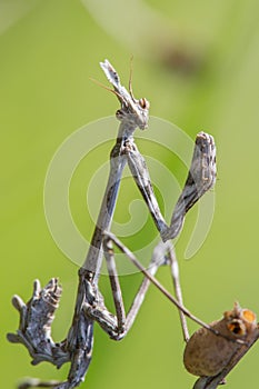 Empusa pennata nymph