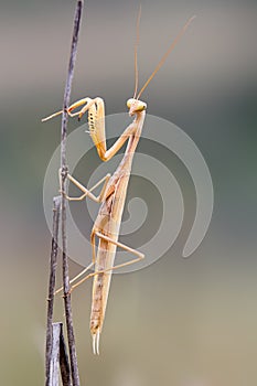 Empusa pennata praying mantis on a branch isolated