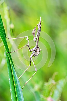 empusa pennata praying mantis, Insect on blade of grass photo