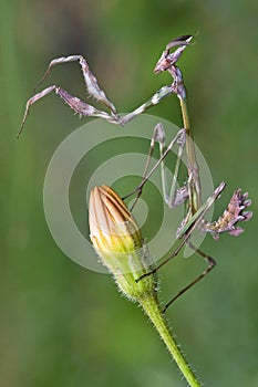 Empusa sp. in Turkey, conehead mantis