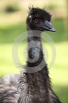 Emu