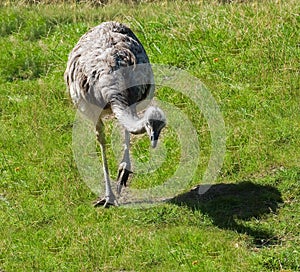 Emu